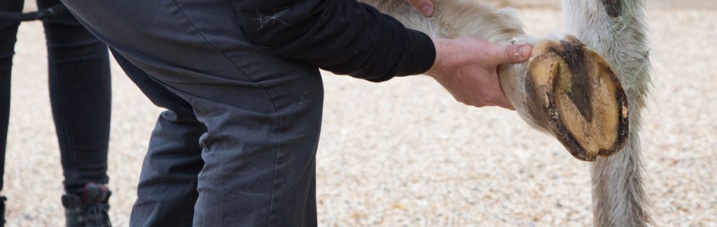 Hoof abscesses and Laminitis featured image